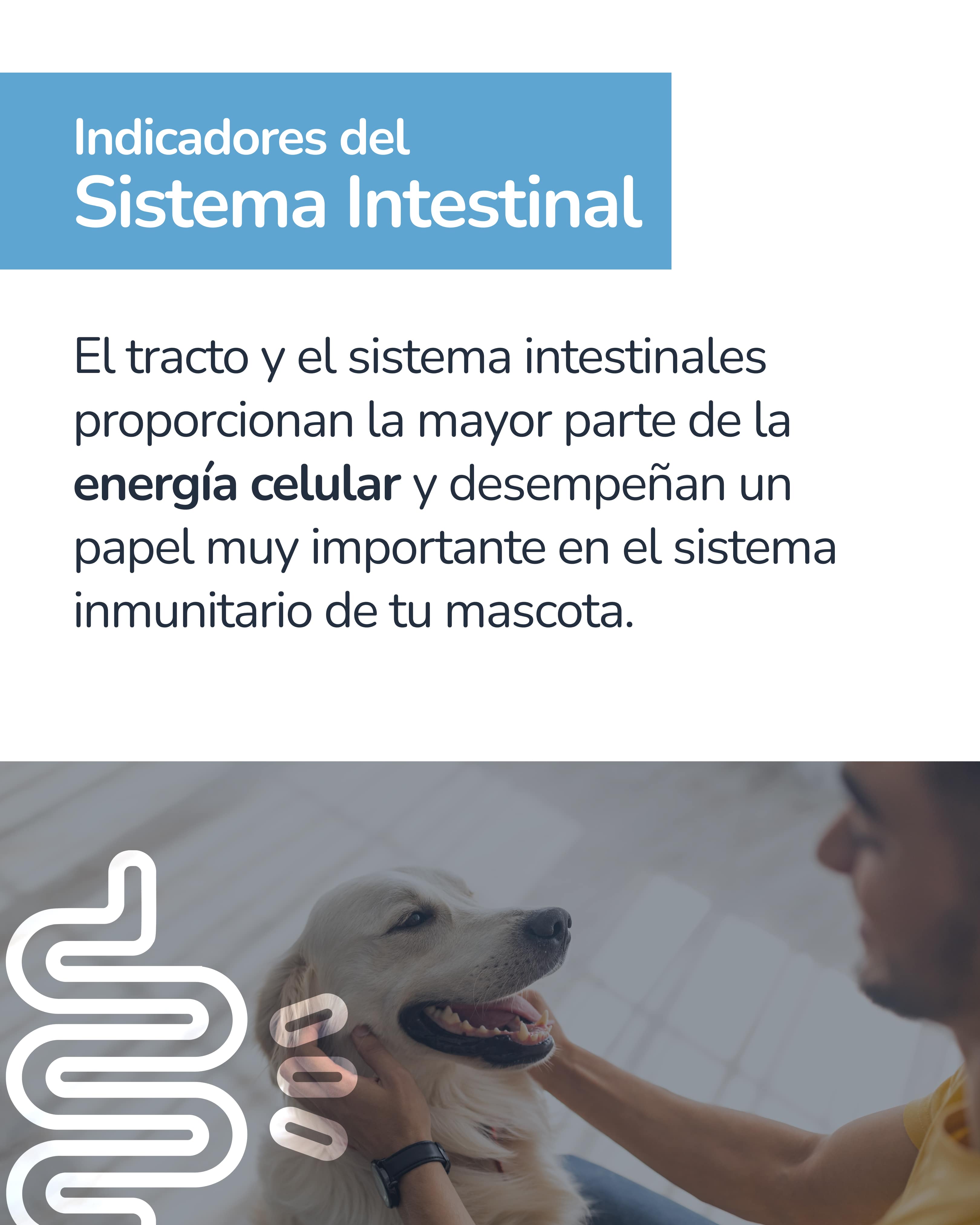 Indicador epigenético canino 5