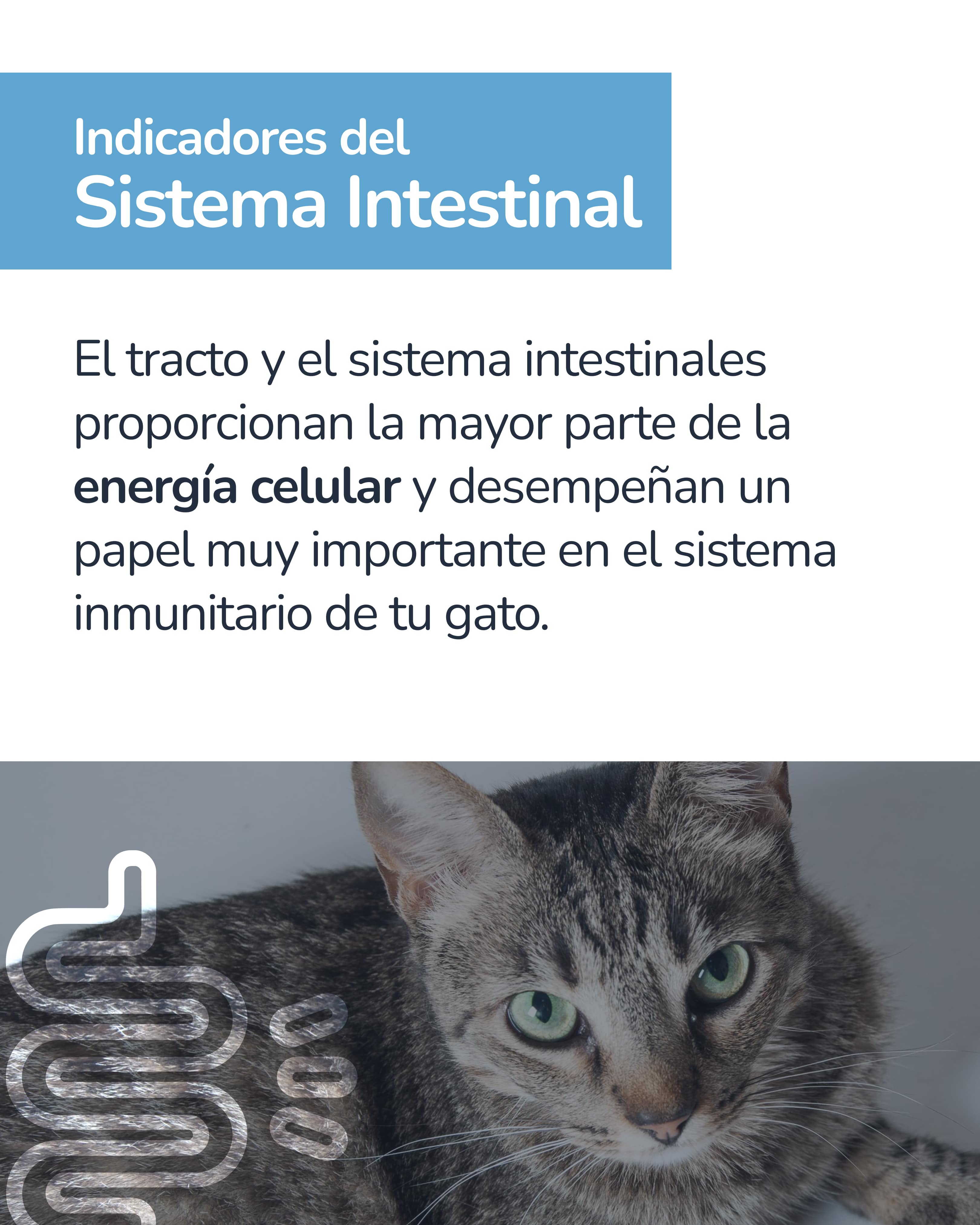 Indicador epigenético felino 5
